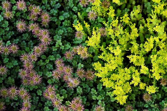 Ground cover consisting of brown-leaved spiny-nut (Acaena microphylla) and tasteless stonecrop (Sedum sexangulare), Switzerland