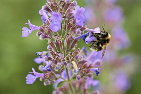 Garden bumblebee (Bombus hortorum), on a catmint (Nepeta x faassenii) flower, Meienberg, Canton of Aargau, Switzerland