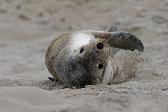 Australian sea lion (Neophoca cinerea), juvenile, on the beach, Seal Bay Conservation Park, Kangaroo Island, South Australia, Australia