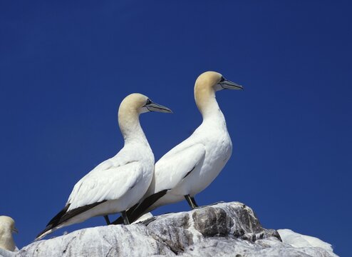 Northern Gannets (Morus bassanus), Bass Rock, North Berwick, Scotland, UK, Europe
