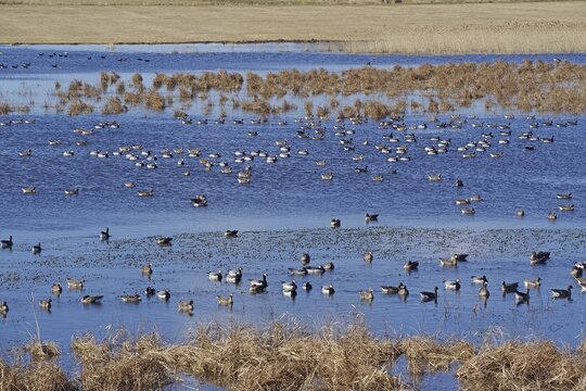 Large number of waterfowl in a marshy area, Elbaltarme, Penkefitz, Wendland, Lower Saxony, Germany