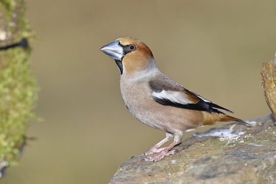 Hawfinch (Coccothraustes coccothraustes), male, sitting on a stone, Wilnsdorf, North Rhine-Westphalia, Germany