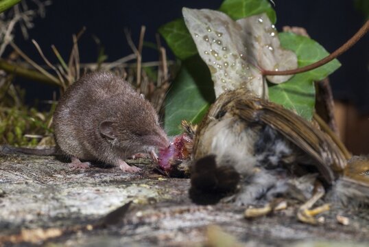Crocidura russula, Erithacus rubecula, greater white-toothed shrew, house shrew, insectivora, insectivora, insectivora, robin, robin, birds, dead, adolescent, ingestion, juvenile, mammals, feeding, passeri, songbirds, shrew, mammals, dead, birds