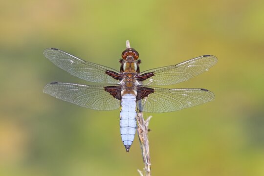 Broad-bodied chaser (Libellula depressa), male, Westerwald, Hesse