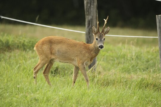 European roe deer (Capreolus capreolus) buck in red summer coat, Lower Austria, Austria