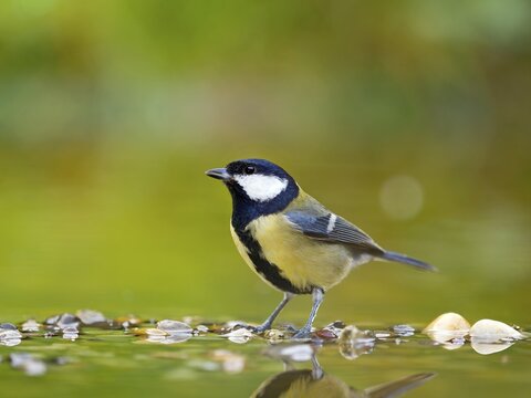 Great tit (Parus major), adult bird standing in shallow water, Solms, Hesse, Germany