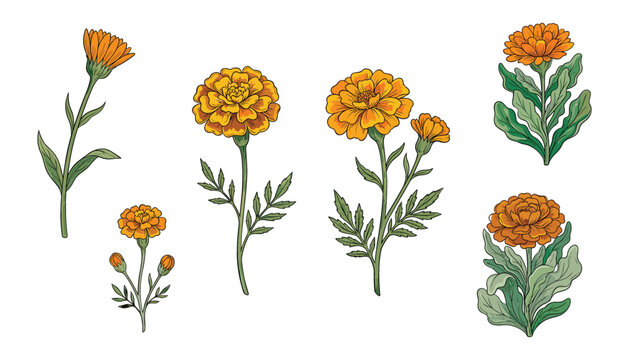 Marigold flower botanical vector illustration set. Blossom, calendula, green leaves, floral elements, stems and nature.