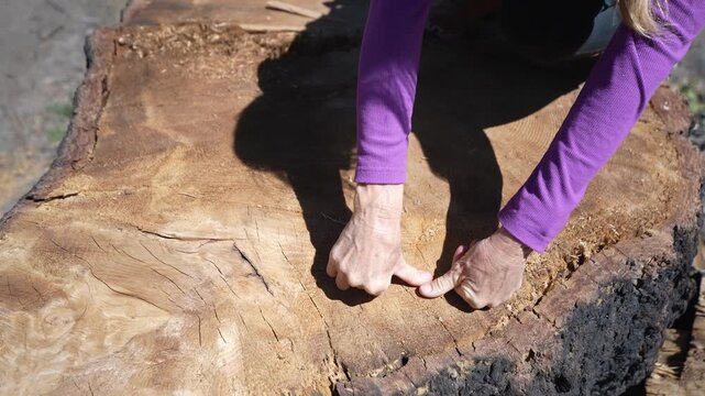 Senior woman admires and touches the stumps of magnificent sequoia trees in Sequoia National Monument, appreciating natures wonders.