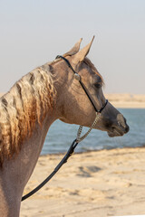 Side profile portrait of an elegant Arabian show horse with braided mane standing near ocean waters on a sunny beach. © fornax