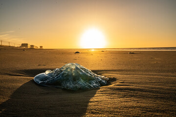 Washed up jellyfish backlit by the setting sun © Kristof
