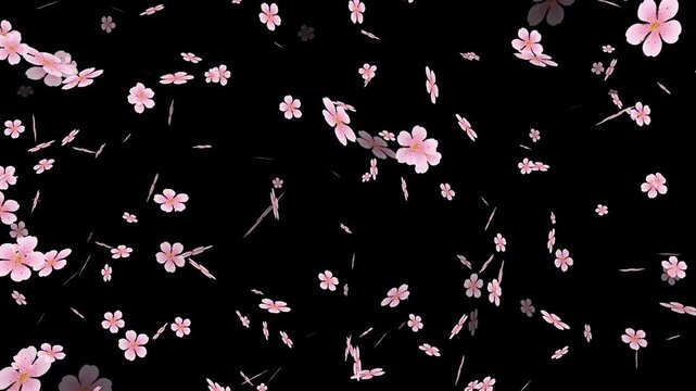 Nonstop loopable cherry blossom petal filing on transparent background. Pink cherry petals flying. Japanese cherry blossom and petals isolated motion 4k stock video.