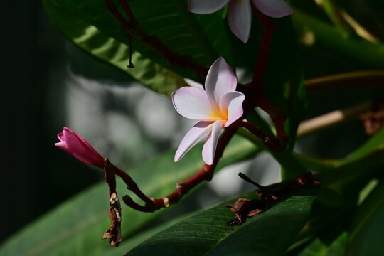 Plumeria flowers. Apocynaceae tropical plants. They are used to make Hawaiian leis and also serve as the national flower of both Laos and Nicaragua.