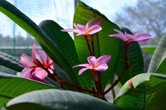 Plumeria flowers. Apocynaceae tropical plants. They are used to make Hawaiian leis and also serve as the national flower of both Laos and Nicaragua.