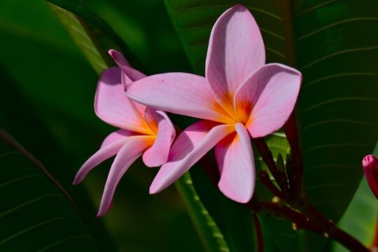 Plumeria flowers. Apocynaceae tropical plants. They are used to make Hawaiian leis and also serve as the national flower of both Laos and Nicaragua.