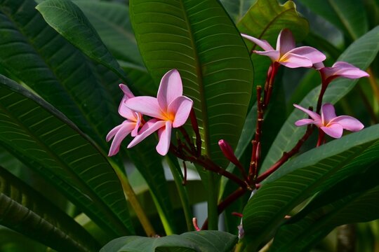 Plumeria flowers. Apocynaceae tropical plants. They are used to make Hawaiian leis and also serve as the national flower of both Laos and Nicaragua.