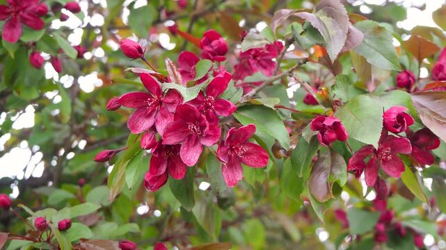 Beautiful blooming apple tree branches with rich red flowers in  garden. Gorgeous seasonal nature background for spring video design.