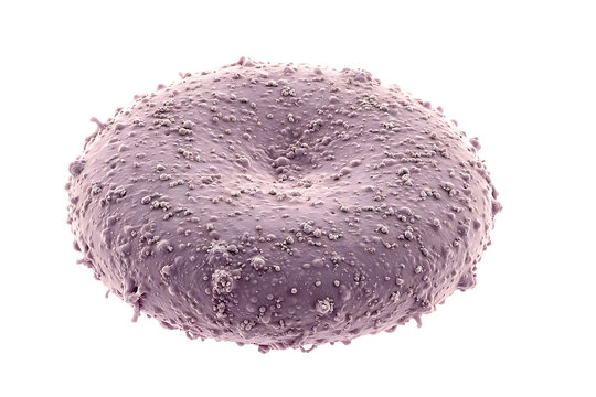 Colorized scanning electron microscope style close-up of a blood platelet cell with textured surface on white background