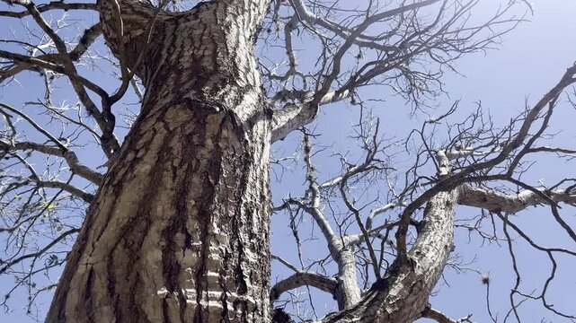 Low angle view of bare tree trunk and branches against blue sky