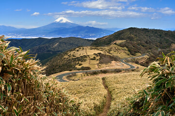 伊豆半島の伊豆山稜線歩道　達磨山の笹原の登山道の先に聳える真冬の富士山  © Green Cap 55