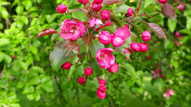 Closeup of pink apple blossoms and buds on branches gently swaying in the wind. Malus tree in bloom. Beautiful spring nature scene with green leaves and soft blurred background. 4K footage.