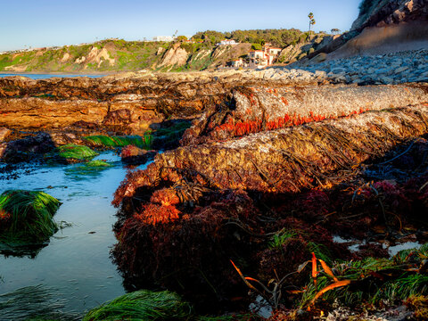 Old pier pylons exposed at low tide on a rocky California coastline