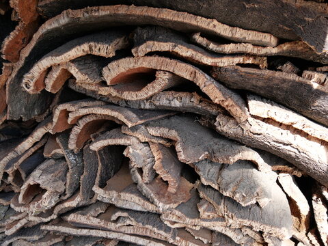 Harvested tree cork pile close view showing texture