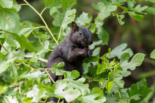 Black squirrel (Eastern grey squirrel melanistic morph) feeding on fresh mulberry fruit and leaves in a tree canopy.