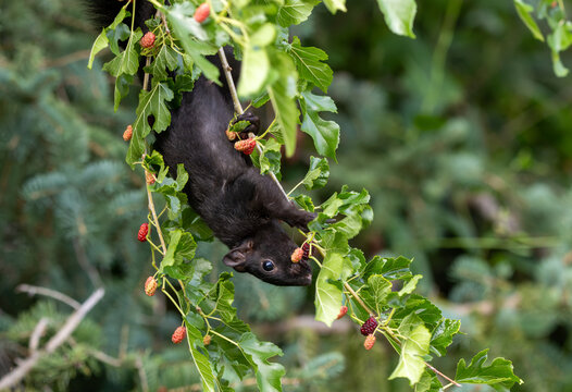 Black squirrel (Eastern grey squirrel melanistic morph) feeding on fresh mulberry fruit and leaves in a tree canopy.