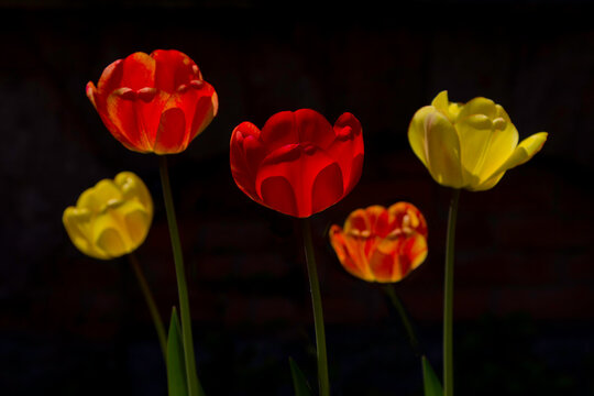 Vibrant Red and Yellow Tulips Against a Dark Background