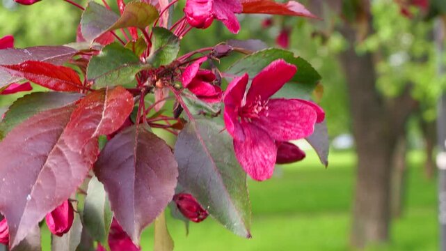 Close up of deep red Malus tree flowers on branches gently swaying in breeze. Apple garden in bloom. Beautiful spring nature scene with soft blurred background. 4K footage.
