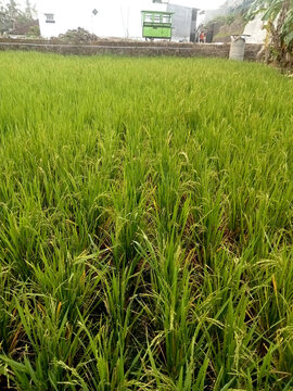 High angle view of a vast green paddy field with young rice grains growing dense in an Asian village. Perfect for agricultural industry, rice cultivation, rural development, food security, farming bac