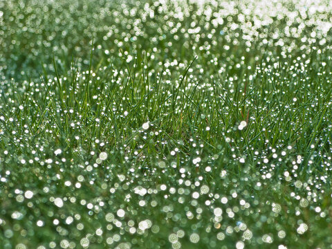 A ush green lawn covered in countless morning dew drops that sparkle and catch the sunlight. The glistening water droplets create a magical bokeh effect across the vibrant blades of grass.