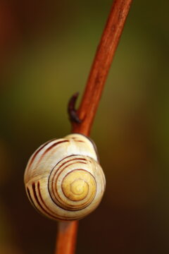Top view of land snail Cepaea nemoralis with yellow spiral shell on a twig