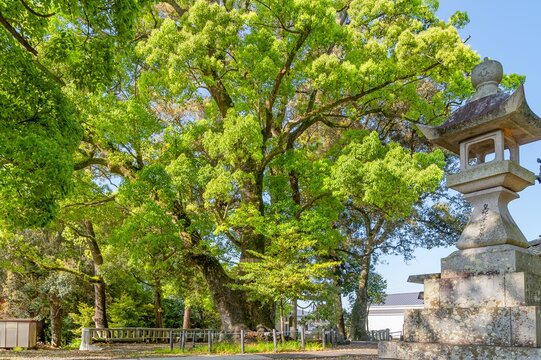 石灯籠とともに立つ浜松市気賀 細江神社のクスノキ