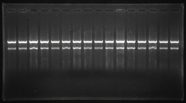Agarose gel electrophoresis result showing dna bands in a laboratory research setting