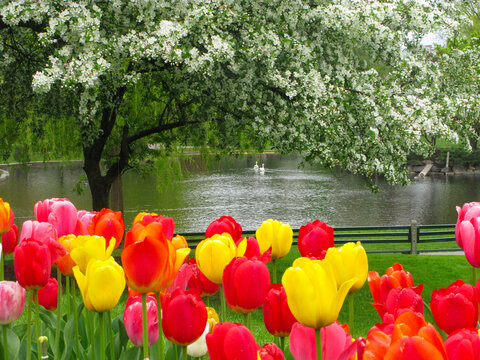 Spring Garden Landscape with Colorful Tulips and Blooming Trees by a Pond With Swans