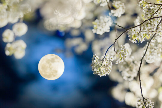 Full Moon Shining Through Blooming White Pear Blossoms at Night
