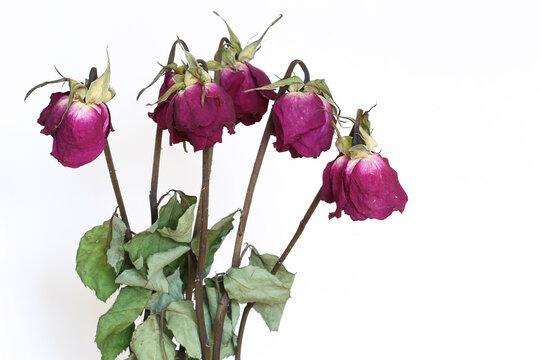 A Bunch of Dried Red Roses Against a White Background