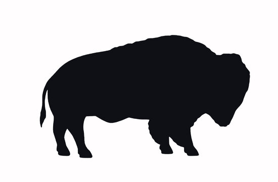 bison buffalo silhouette vector illustration