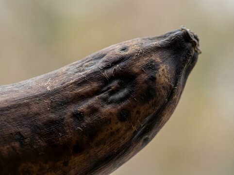 Overripe rotting dark banana showing wrinkled textured skin and decay under natural light
