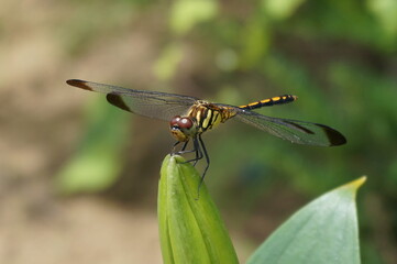 Yellow and Black Dragonfly with Transparent Dark-Tipped Wings Perched on a Green Plant Bud © M12
