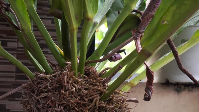 Static close up of the textured aerial roots of an Anthurium plant.