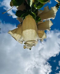 A striking low-angle macro shot capturing a cluster of cream and pale yellow foxglove (Digitalis purpurea) bell blossoms from underneath. The translucent petals are backlit by brilliant sunlight,  © ruihardi