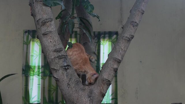An orange tabby cat carefully maneuvering down a thick tree trunk outdoors.