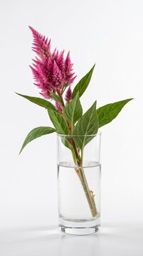Vibrant Magenta Pink Celosia Flowers Arrangement in Transparent Glass Jar Filled with Water Isolated