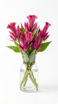 Elegant Fresh Pink Celosia Flower Arrangement in Clear Water Glass Vase Isolated on Plain White