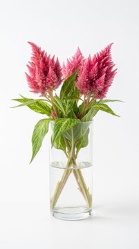 Fresh Pink Celosia Cristata Cockscomb Flowers Bouquet in Clear Glass Vase Isolated on White Background
