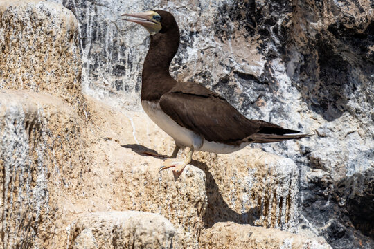 Brown booby (Sula leucogaster) perched on an islet off the shore of St Helena