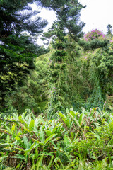 Banana trees surrounded by lush vegetation around Napoleon's Tomb on St Helena © Angela