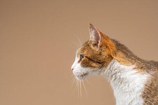 Calico cat profile showing alert and curious expression